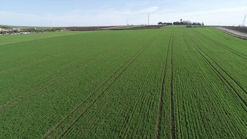 Ziraat Bankası'ndan kelepir ucuz tarlaya yoğun talep başladı! 3.660 TL teminatla satış yapılıyor-3