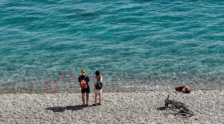antalyaya-gidecekler-dikkat-denizanasi-1712566892359.jpeg Antalya'ya gidecekler dikkat! Akdeniz'de denizanası alarmı! Uzman isim uyardı: Yanma, kızarma ve dahası...-6