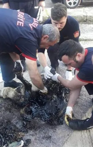 Korkunç olay! Köpek, tankerden dökülen zifte yapıştı