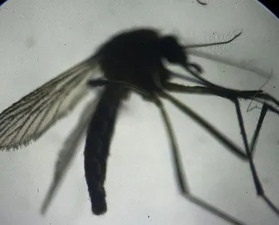 Sağlık Bakanlığı duyurdu! İstanbulda sivrisinekle gelen Batı Nil Virüsü tehlikesi