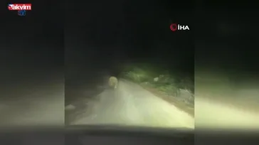 Aracın ışıklarından korkan ayı böyle kaçtı