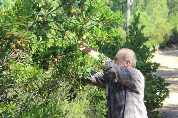 bursada-yapiliyor-ekimden-ocak-ayina-kadar-bu-ormana-giren-zengin-oluyor-paraya-para-demiyor-1603273905826.jpeg Bu ormana giren zengin oluyor paraya para demiyor! Bursa'da yapılıyor Ekim'den Ocak ayına kadar!-6