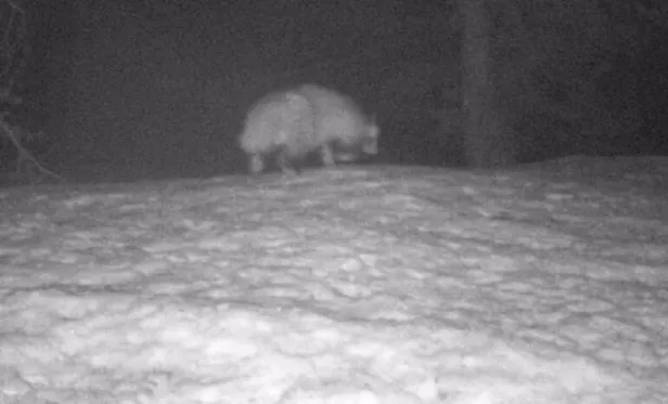 Son dakika: Korkutan gelişme! Türkiye'de ilk kez görüldü! Koronavirüsü insana bulaştıran ara tür olabilir!-1