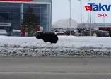 Rusya’da kafesten kaçan ayı şehri birbirine kattı! İşte o anlar