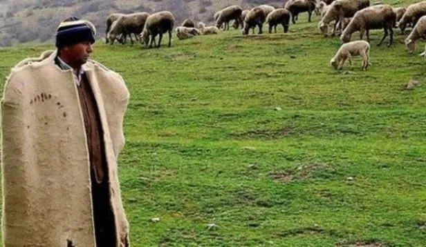 Tarım ve Orman Bakanlığı çoban istihdamının artırılması için düğmeye bastı! 62 milyon liralık destek-3