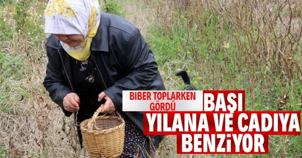 ciftci kadin biber toplarken neye