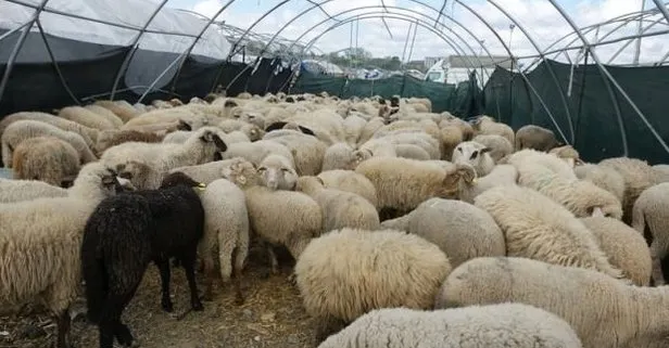 Kurbanlık alacaklar dikkat! TESK Başkanı Palandöken’den kritik uyarı geldi