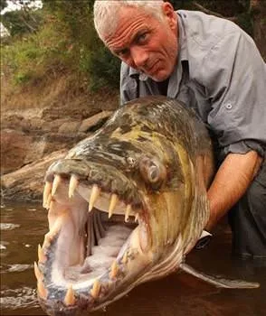 Bu balık timsahla besleniyor!