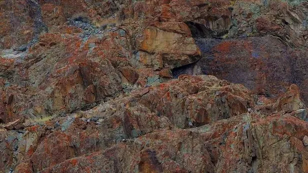 Yüksek IQ testi: Resimdeki leoparı yalnızca en zekiler 10 saniyede bulabiliyor