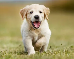 Rüyada köpek görmek ne anlama gelir?