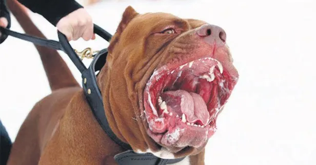 Pitbull köpeği, kontrolden çıktı! Hayvanın saldırdığı Berkay Karagöz'e 30 dikiş atıldı