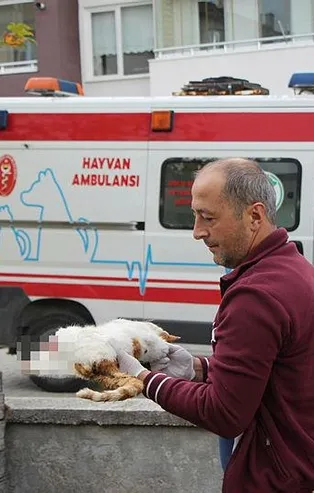 Bolu'da ayakları kopuk kedi vahşeti