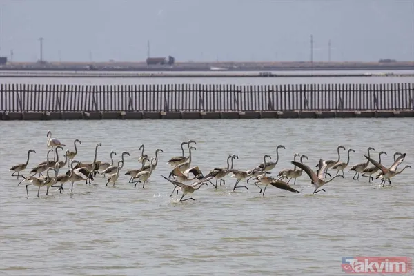Minik allı turnalar (flamingolar) uçmayı İzmir Kuş Cenneti'ndeki doğal kreşte öğreniyorlar - 22