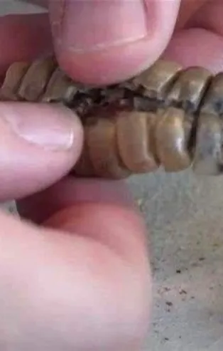 Yılanın kuyruğundan çıkanlar görenleri şoke etti! Sonrasında ise...