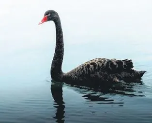 Siyah kuğu heyecanı