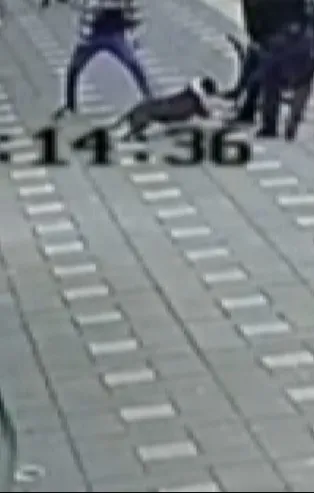 Manisa’da pitbull dehşeti: 2 polisi yaraladı
