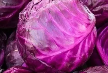 Sivilcelere mor lahana