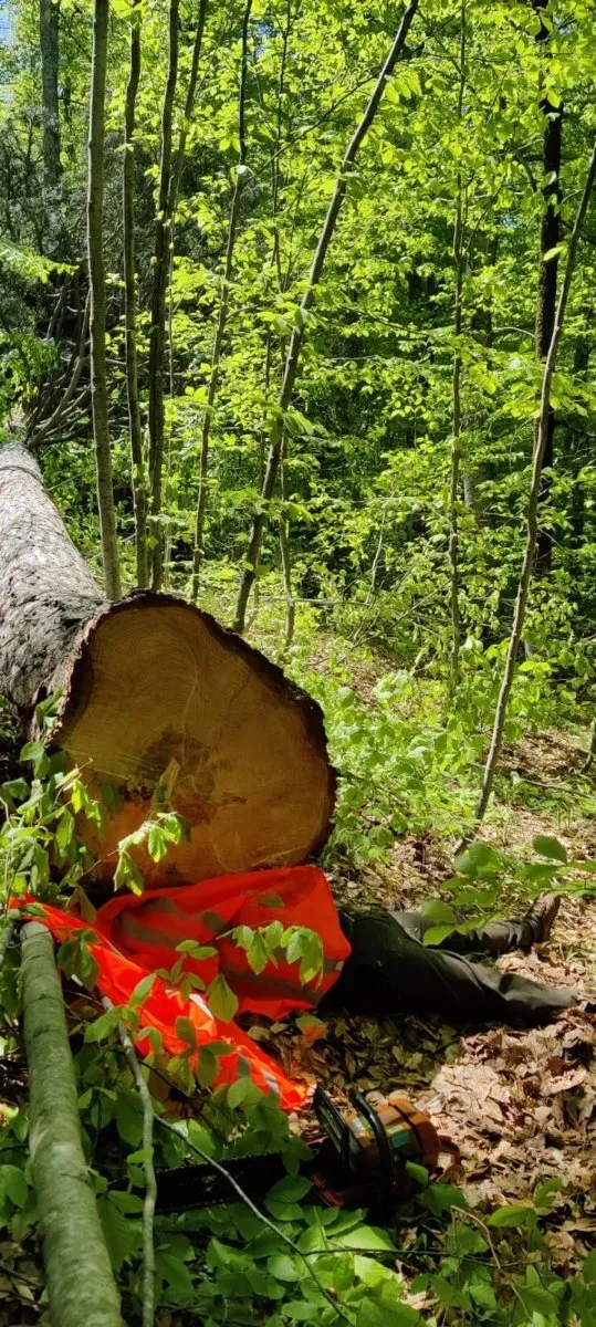 Kestiği ağacın altında öldü!