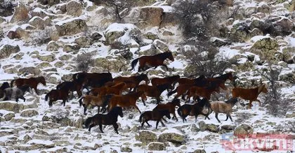 Yılkı atları Murat Dağı’nda 3 yıl aradan sonra yeniden görüntülendi