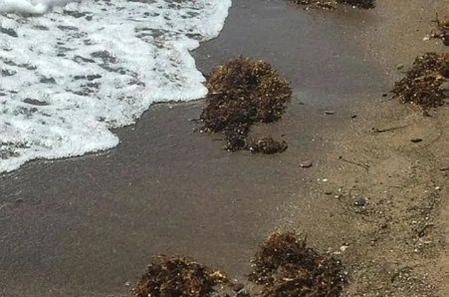 Müsilaj gitmeden Sargassum geldi! İzmir'de Kahverengi Alg tehdidi