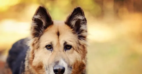 ruyada siyah kopek gormek ne demek ruyada siyah kopek isirmasi tabirleri takvim