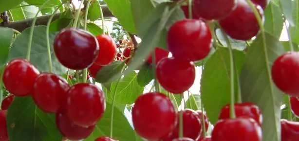 Kirazla gözünü aç