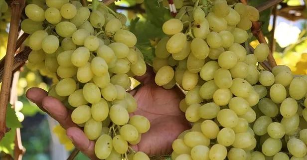 Lif deposu üzüm sindirimi düzenliyor: Migren ve kansere karşı koruyor