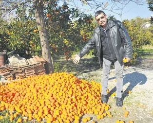 Tarlada çürüdü markette 3 TL