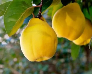 İktidarsızlık ayvayı yedi