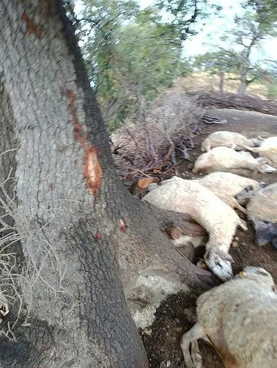 Son dakika: Aydın'da korkunç görüntü! Yan yana hepsi öldü...-1