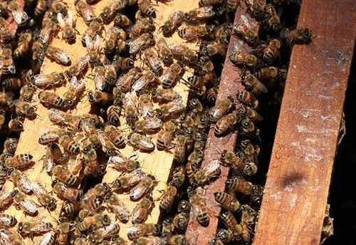 Arı ekmeğinin faydaları nelerdir? Arı ekmeği perga nedir?-6