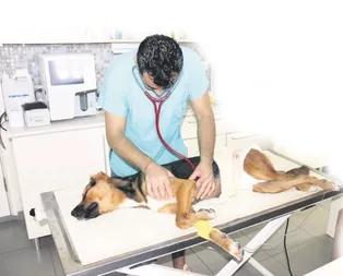 Bodrumlular ayağa kalktı