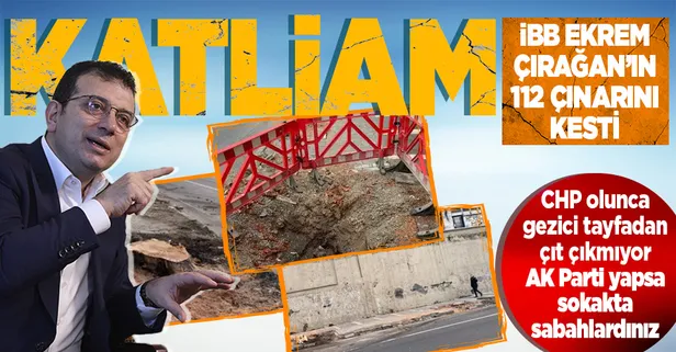 CHP'li İBB İstanbul'un bir güzelliğini daha yok etti: Çırağan Caddesi'nde ağaç katliamı: 112 tanesi kesildi! Tepkiler çığ gibi