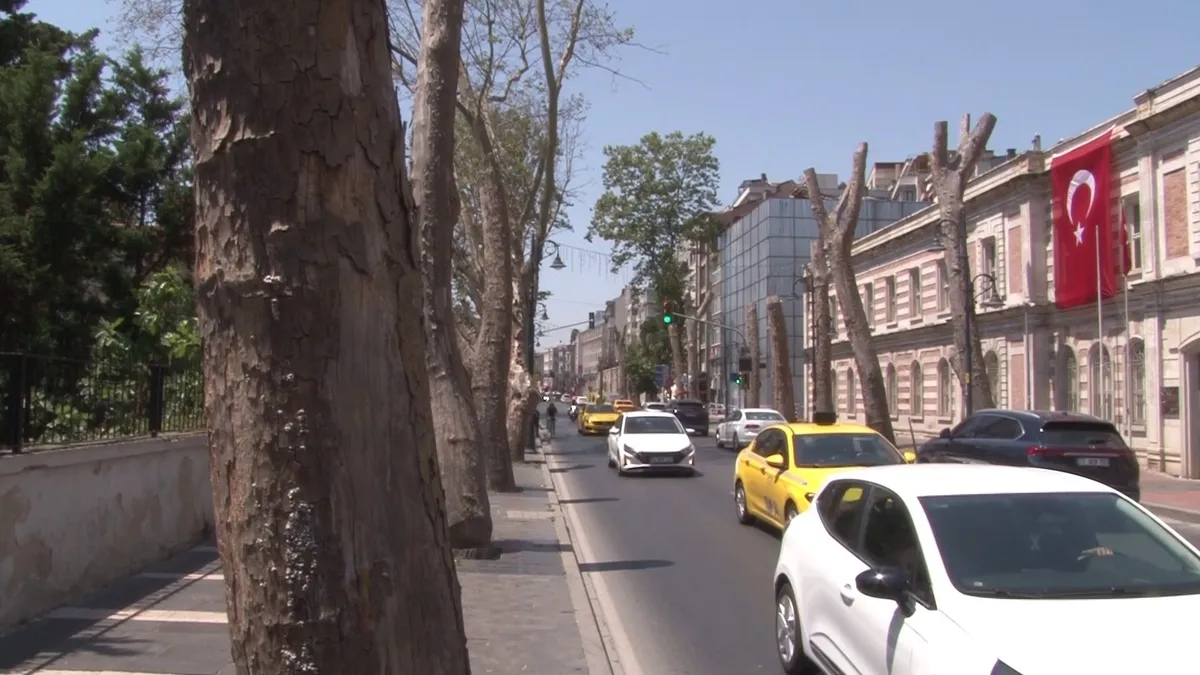 Çırağan Caddesi'ndeki tarihi çınarlar için tepki büyüyor: Vatandaşlardan CHP'li Beşiktaş Belediyesi'ne bakım eleştirisi
