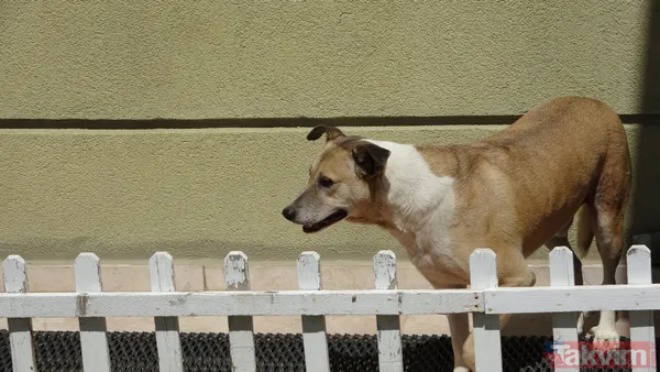 'Daire 16' sözleriyle gündem oldu! Köpük yerinde kalacak - 37