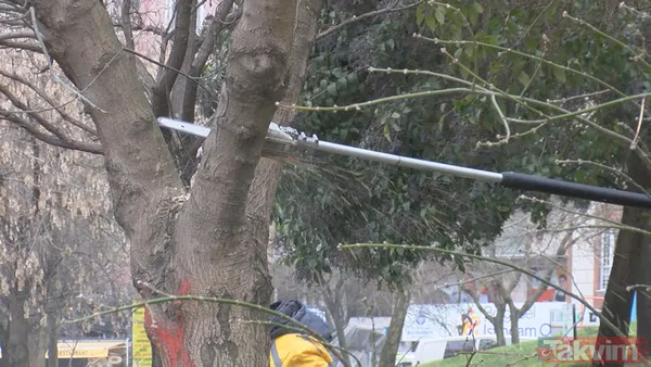 SON DAKİKA: İstanbul için yeni tehlike kapıda! Teke böceği yüzünden 2 ayda 180 ağaç kesildi - 6