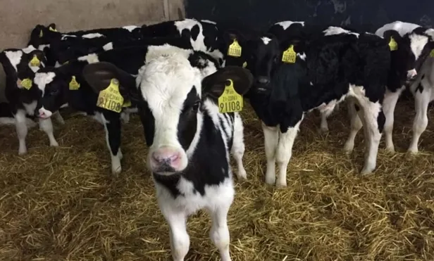 Çiftçiler buzağı destek ödemelerini almaya başladı! İşte TC kimlik no sorgulama-2