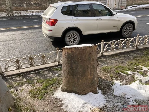 İBB'nin Çırağan'daki ağaç katliamının raporu açıklandı! Bilimsel çalışma yapılmadığı ortaya çıktı - 10