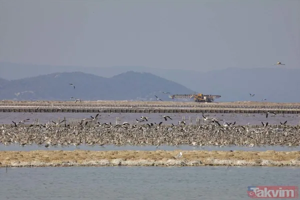 Minik allı turnalar (flamingolar) uçmayı İzmir Kuş Cenneti'ndeki doğal kreşte öğreniyorlar - 30