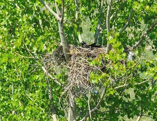 Yıllar sonra ilk kez görüldü! Sevinç yaşatan gelişme