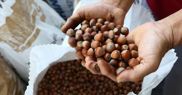 Bir avuç sağlık! İşte kemikleri güçlendiren fındığın faydaları