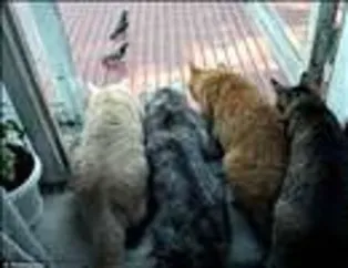 Hayvanlardan Komik Kareler