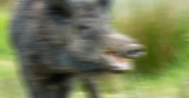 Mahkeme domuzları suçlu buldu! Danıştay KGM'yi kusurlu bulup kararı bozdu