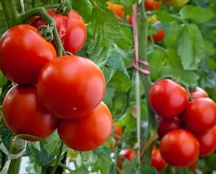 Domatese soğuk zammı geliyor