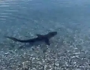 Köpek balığı alarmı!