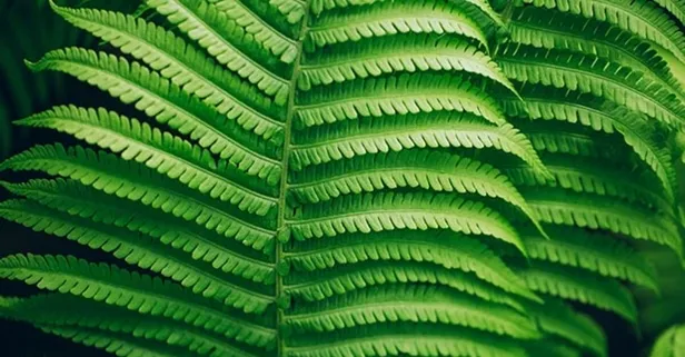 Eğrelti otu vazgeçilmez