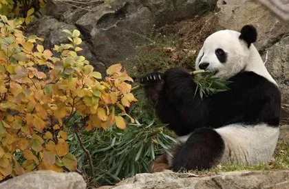 Sevimli Pandalar