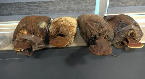 olumsuzluk-mantari-turkiyede-uretildi-kilosu-3-bin-lira-1610778407249.jpg Ölümsüzlük mantarı Türkiye'de üretildi! Kilosu 3 bin lira-3