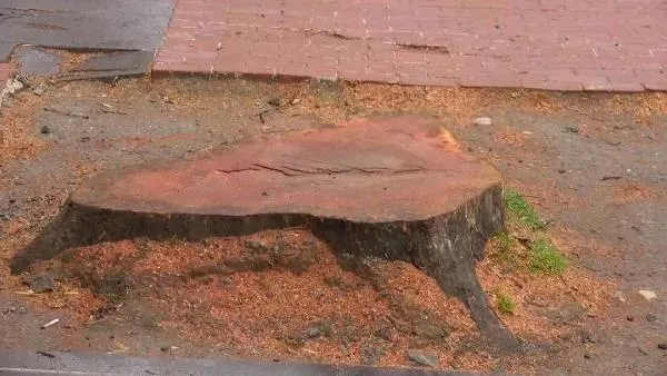 chpli-ibb-istanbulun-bir-guzelligini-daha-yok-etti-ciragan-caddesinde-agac-katliami-112-tanesi-kesildi-1646924488179.jpeg CHP'li İBB İstanbul'un bir güzelliğini daha yok etti: Çırağan Caddesi'nde ağaç katliamı: 112 tanesi kesildi! Tepkiler çığ gibi-4