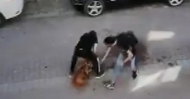 İstanbul’da pitbull dehşeti! Kedinin bacağını kopararak öldürdü